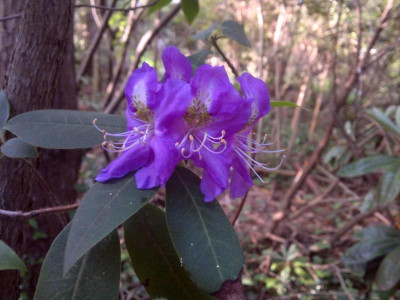 210520124390R.trichanthum_dark_purple.jpg