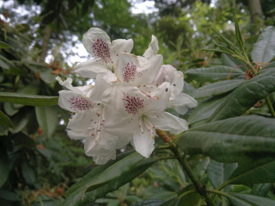 210520124391R.annae_ssp.annae.jpg