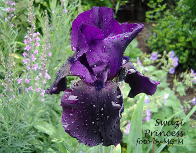 Imgp9935SwPrin.jpg