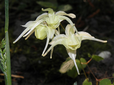 Epimedium_grdfl_koreanum_Yellow_Princess.jpg