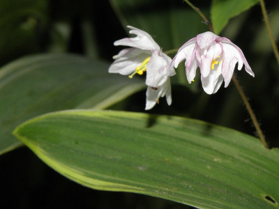 Epimedium_x_youngianum_Tamabotan_80kib.jpg