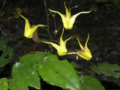 Epimedium_Wim_Boen.jpg