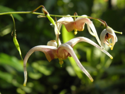 Epimedium_Jean_ONeill_80kib.jpg