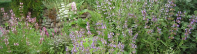Salvia_20050530.jpg