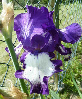 Iris_barb.elat._Stepping_Out_P10401071.jpg