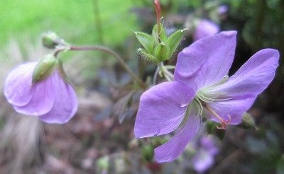 Geranium_maculatum_Elizabeth_Ann_47771.jpg