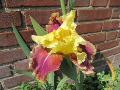 iris_0102.JPG