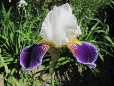 iris_1004.JPG