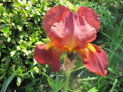 iris_1003.JPG