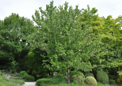 Davidia_involucrata_BoGa_12__14798.jpg