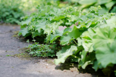 Minialchemilla-Mai2212.jpg