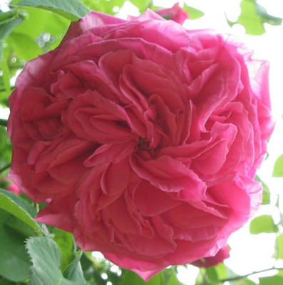 Rosa_majalis.jpg