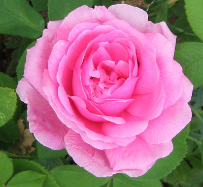 Rosa_Madame_Boll.jpg