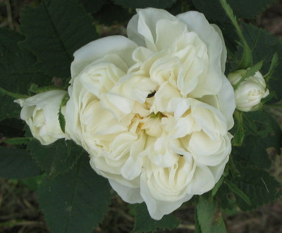 Rosa_Maxima_Alba_20050530.jpg