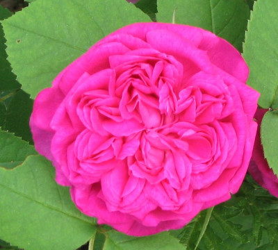 Rose_de_Resht_20050530.jpg