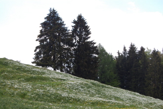 Maischnee1.jpg