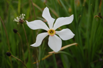 Narcissusradiiflorus.jpg