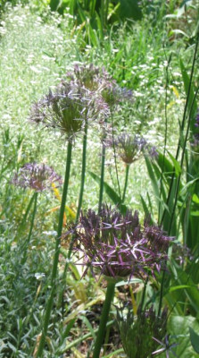 allium_christophii.jpg