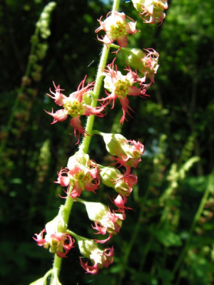 tellima-rot.jpg