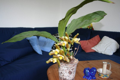 Lycaste_Garfield2.jpg