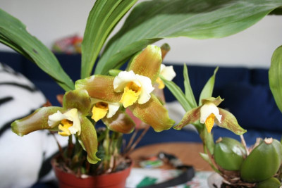 Lycaste_Garfield3.jpg