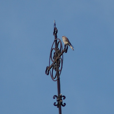 falke_040328_017.jpg