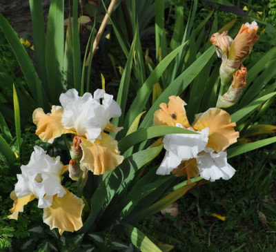 _Iris_VA_12__5391.jpg