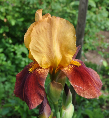Iris_rg_12__5394.jpg