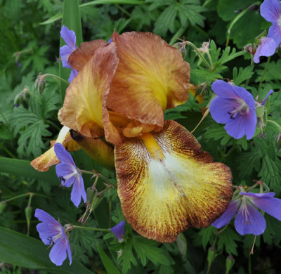 Iris_TH_12_5390.jpg