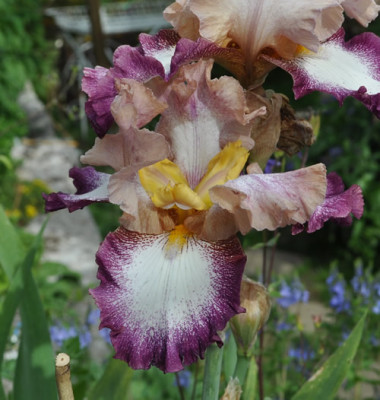 Iris_v_12__5388.jpg