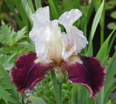 Iris_T_12__5397.jpg