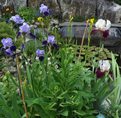 Irisgruppe__5398.jpg