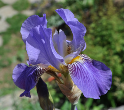 Iris_t_12__5323.jpg