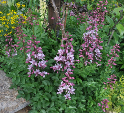 Diptam__5401.jpg