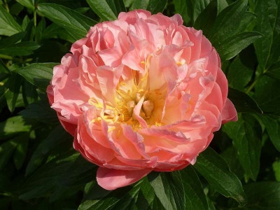 Paeonia_Coral_Sunset_P104010811.jpg