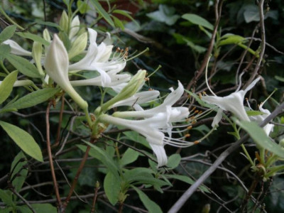 220520124394R.oblongifolium.jpg