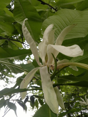 230520124398M.tripetala.jpg