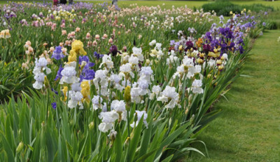 Iris_br_12__4804.jpg