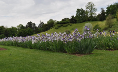 Iris_CH_12__4833.jpg