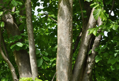 Baumstamme_12__4845.jpg