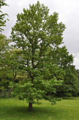 Einzelbaum_12__4846.jpg