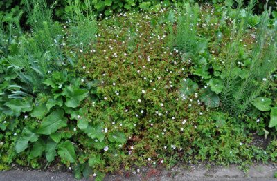 Storchschnabel_12__4870.jpg