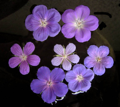 geranium_vergleich_blaue.jpg