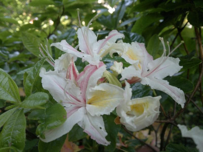 230520124404R.ocidentale_SM238.jpg