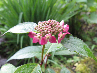 Hydrangea_serrata_Nippon_Beauty_Gartenpur.jpg
