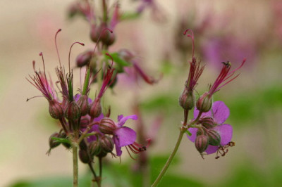 Geranium-Mai-8.jpg