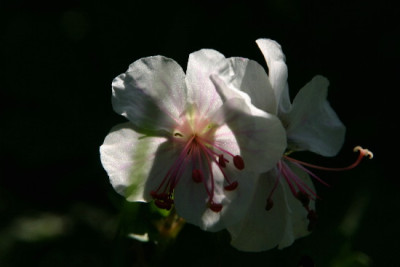 Geranium-Mai-11.jpg