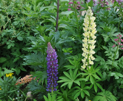 Lupinen_12__5517.jpg