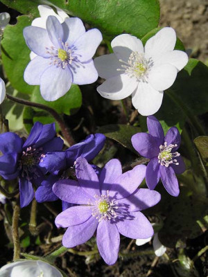 hepatica_mix.jpg