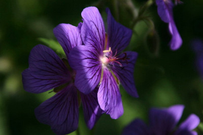 Geranium-Mai-9.jpg